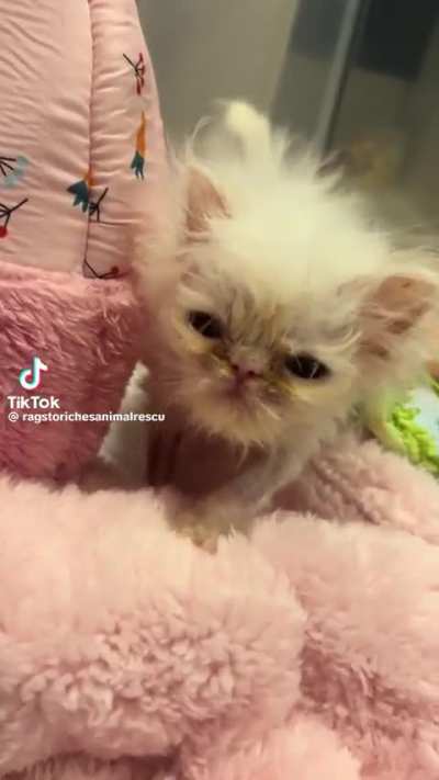 A dirty cotton ball