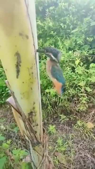 Omg bird&rsquo;s&hellip; holup