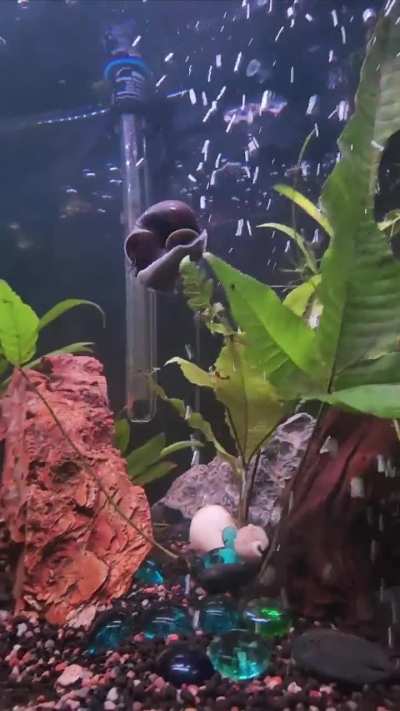 Bubble ride