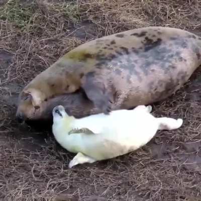Water dog is still a dog right?