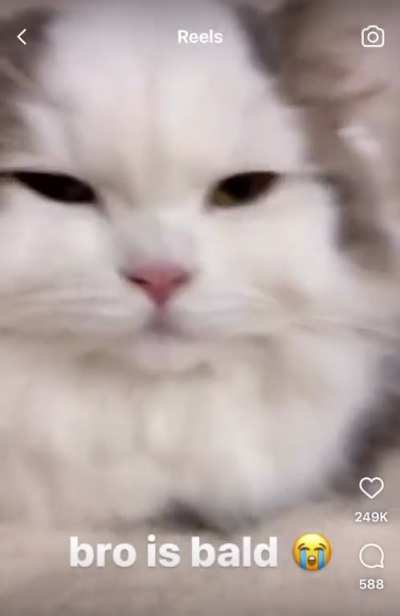 Found Asmon&rsquo;s cat