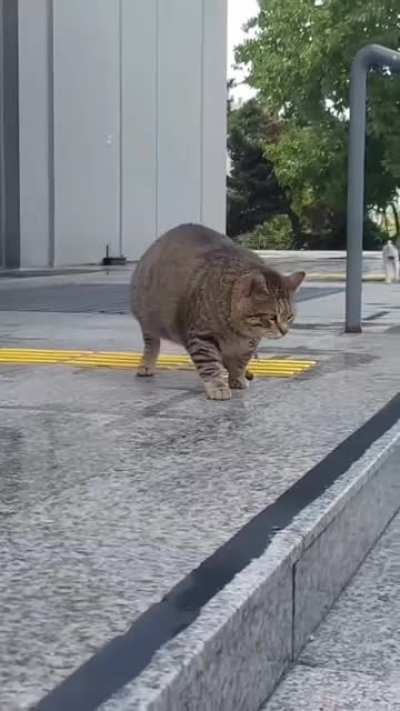 Pasha