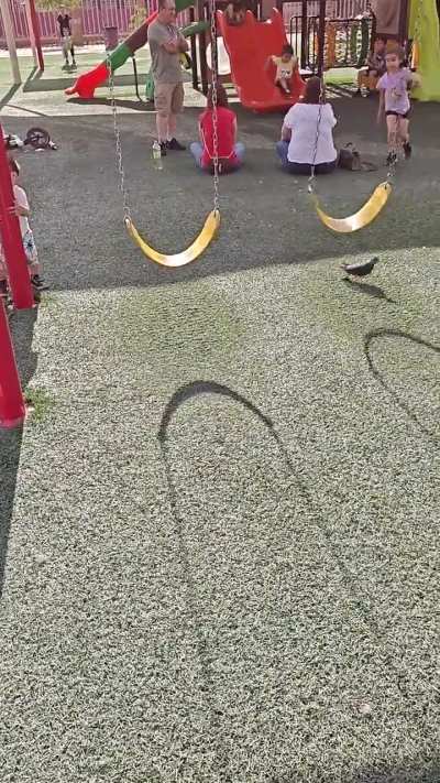 Pidgeon attacked a girl