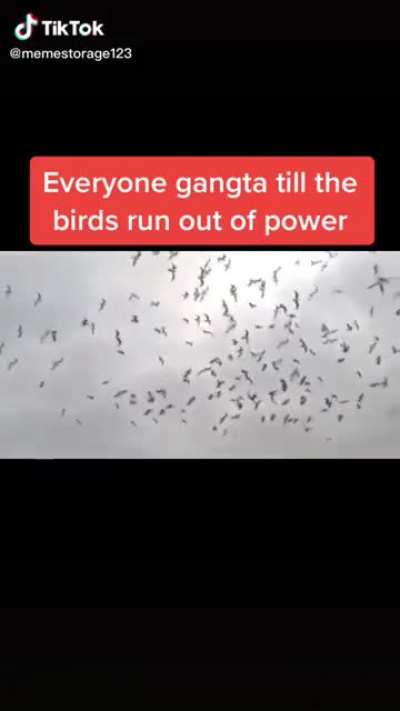 That's what happens to "Birds" when somebody uses an EMP