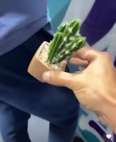 Cactus