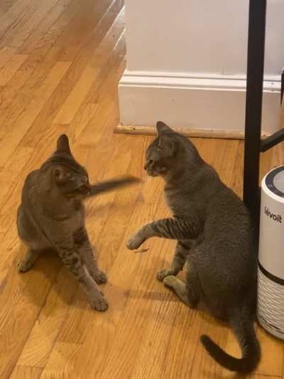 They wanted to fight, but found something more exciting to do.