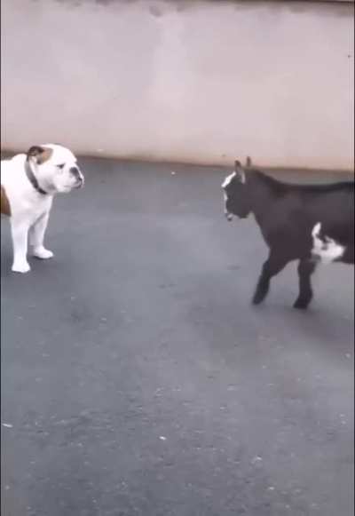 Funny dog and he goat fight