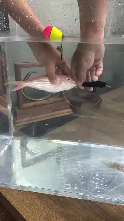 This fish bait that &ldquo;revives&rdquo; dead fish