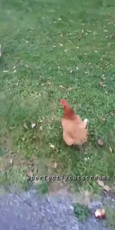 *Nuggeting intensifies*