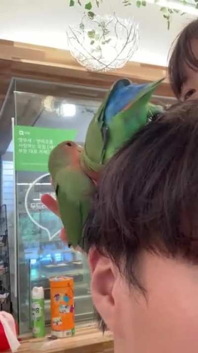 i fed birds&hellip;. with my hair