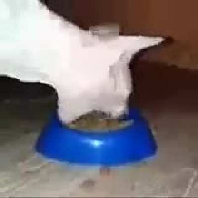 Yummers