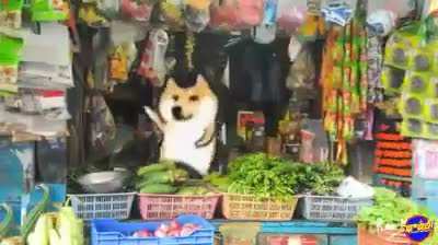 SVK old video meme 😁😁 All time fav.