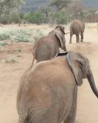 Follow the leader!