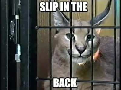 Floppa is epic
