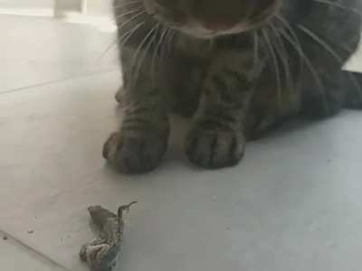 Kedi kertenkeleyi yiyor.
