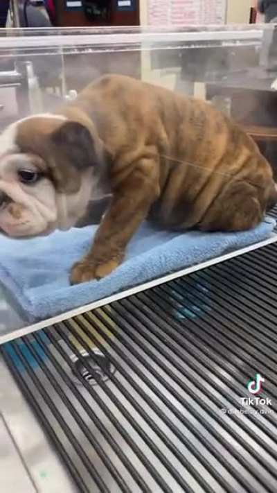 Sick puppy gets treatment