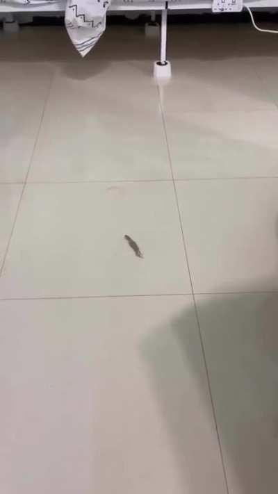 What courses of events has happened for this to become a possible outcome