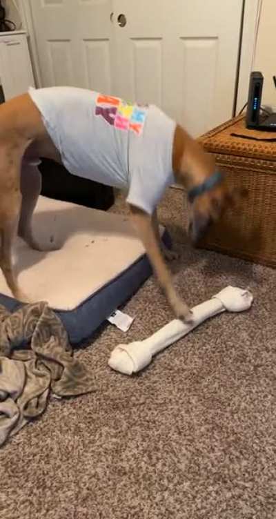 It&rsquo;s his birthday so we got him the biggest bone we could find&hellip;it took him a while to figure out how to grab it😂