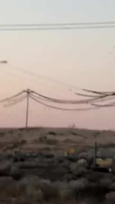 The birds