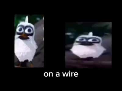 two bird is indeed on wire 🤓