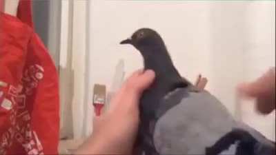 Pigeon!