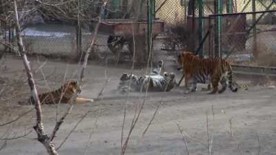 Siberian tiger walks in