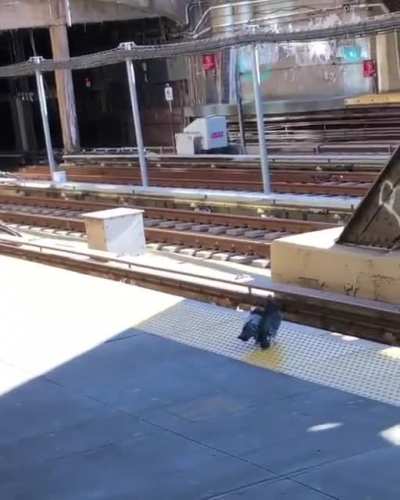 Pigeon mafia