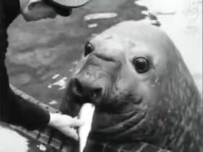 Roland, a 4,000 pound Elephant Seal interacting with his keeper at the Berlin Zoo, circa 1930&rsquo;s