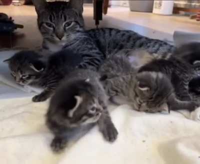 Indy&rsquo;s kittens continue to grow.