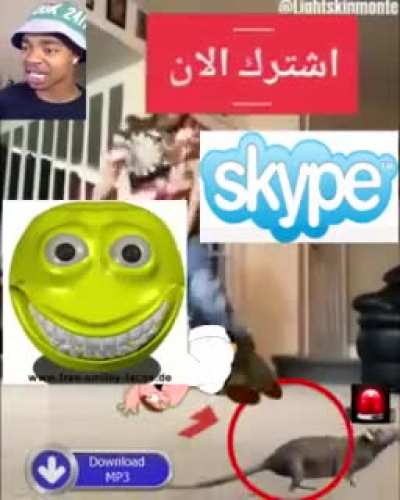 arab funny rat ?