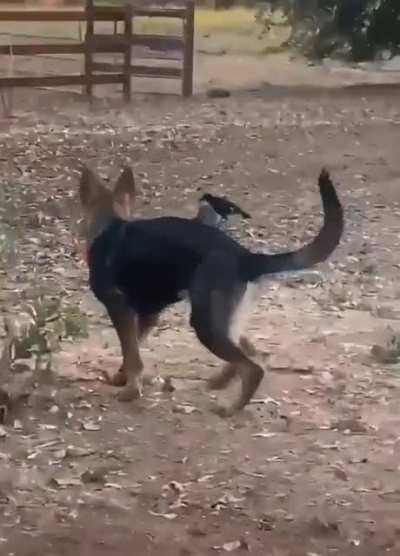 Two very different animals becoming the best of friends