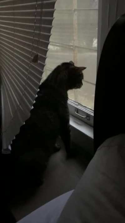 Guard Cat is NOT having it with our morning guest. 😾