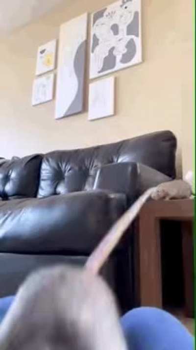 A rat practicing it&rsquo;s long jump.