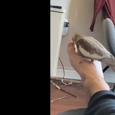RapperBirb