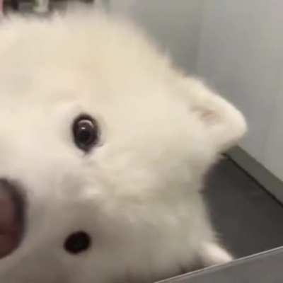 Doggo watching