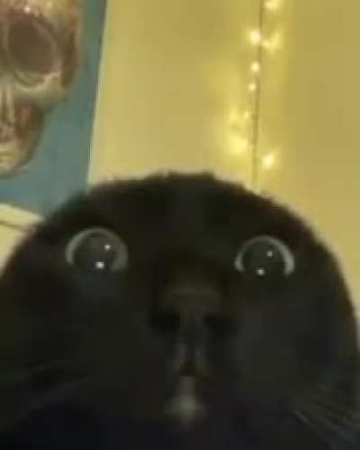 wunkus jumpscare
