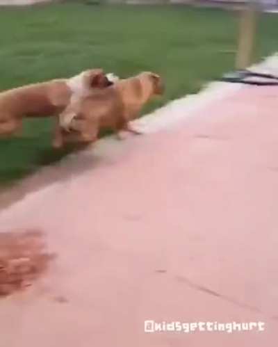 Dog drift