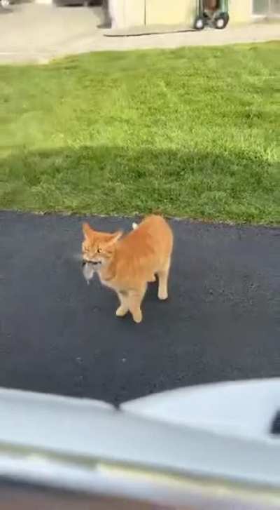 Just a cat showing some love