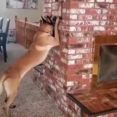 Dog counts, girl hides 😂😂😂