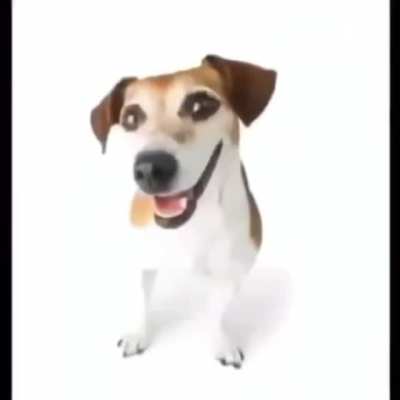 what da dog doin