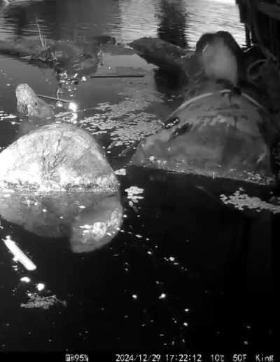 Trailcam Otter