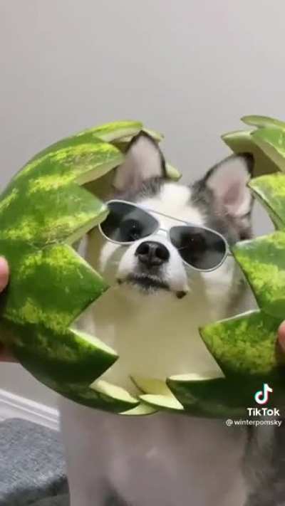 awww. credits to @winterpowsky on tiktok