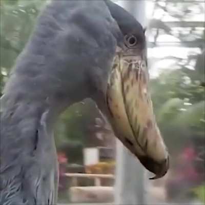[SOUND ON 🔊] Shoebill stork makes strange bill-clattering, machine-gun noise as a greeting.