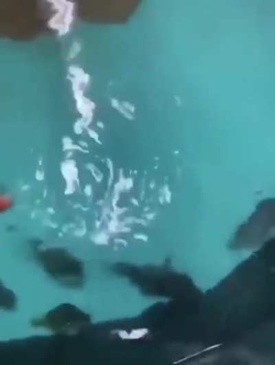 the horde