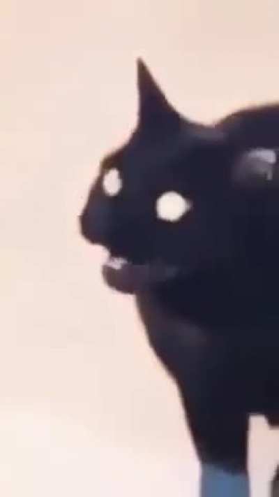 Gato morse