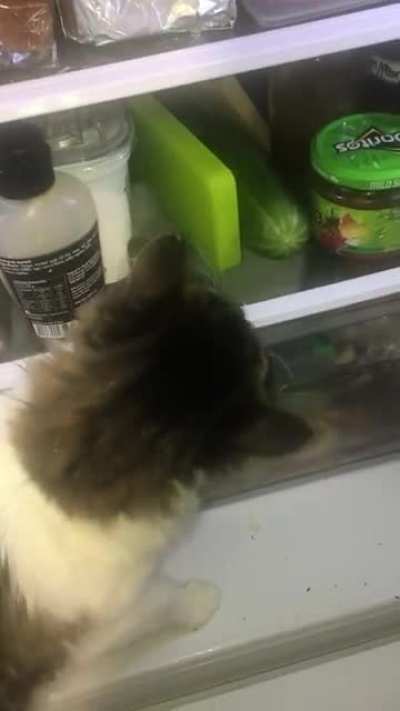 Cat Steals Cucumber