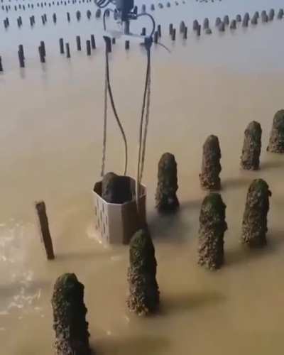Mussel harvester
