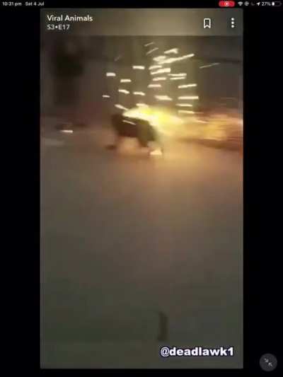 ISIS Suicide Dog