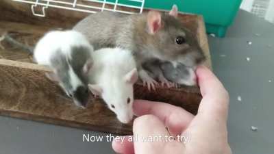Rats groom their friends and family members. Minnie showed her babies they should be my friend, too!