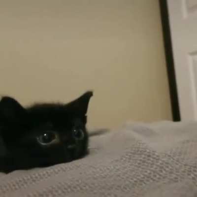 Awww 🖤